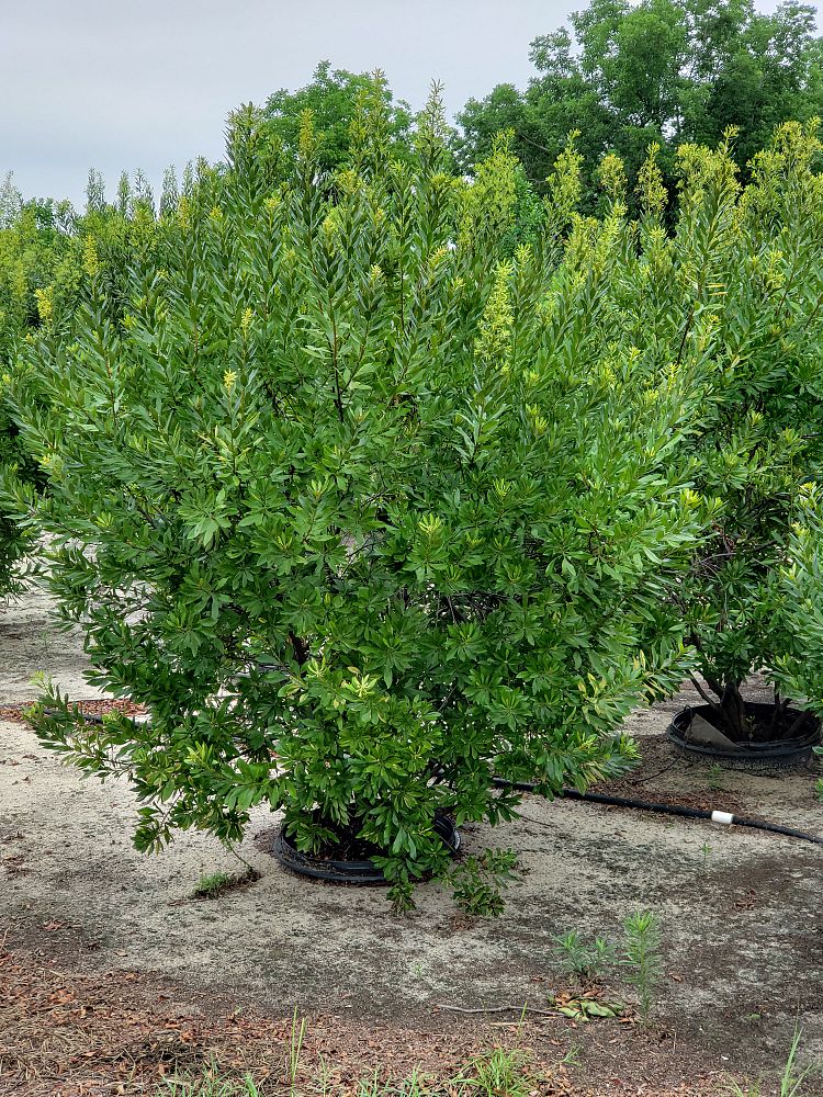 myrica-cerifera-southern-wax-myrtle-southern-bayberry-morella-cerifera