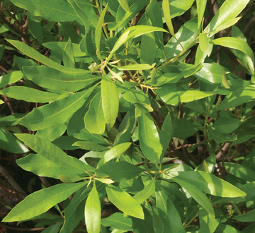 myrica-cerifera-southern-wax-myrtle-southern-bayberry-morella-cerifera