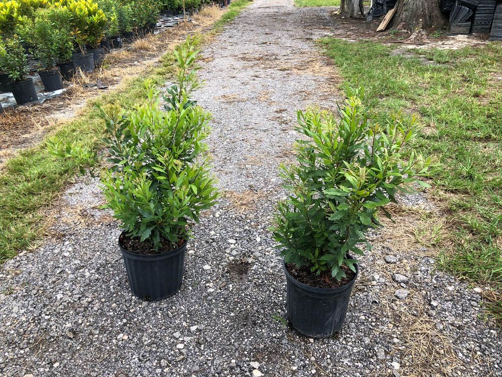 myrica-cerifera-southern-wax-myrtle-southern-bayberry-morella-cerifera