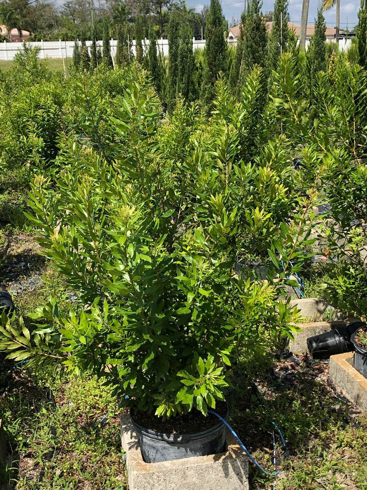 myrica-cerifera-southern-wax-myrtle-southern-bayberry-morella-cerifera