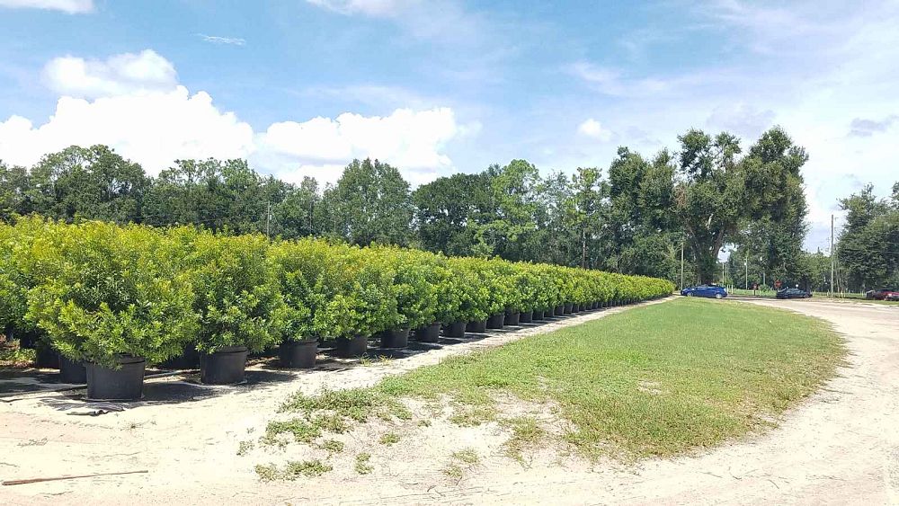 myrica-cerifera-southern-wax-myrtle-southern-bayberry-morella-cerifera