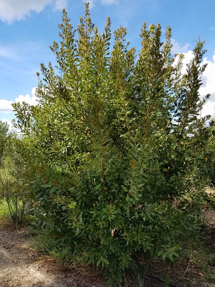 myrica-cerifera-southern-wax-myrtle-southern-bayberry-morella-cerifera