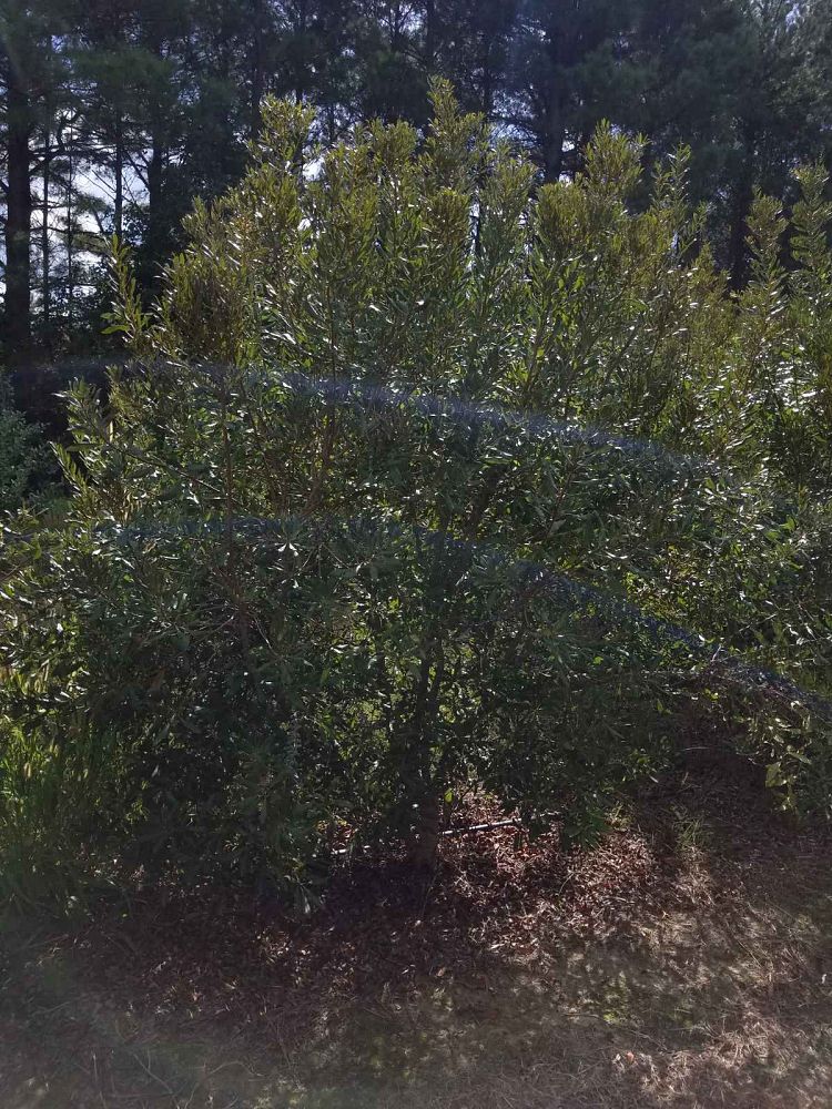 myrica-cerifera-southern-wax-myrtle-southern-bayberry-morella-cerifera