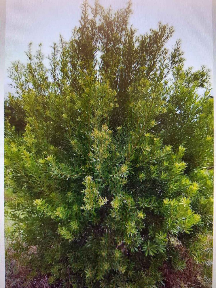 myrica-cerifera-southern-wax-myrtle-southern-bayberry-morella-cerifera