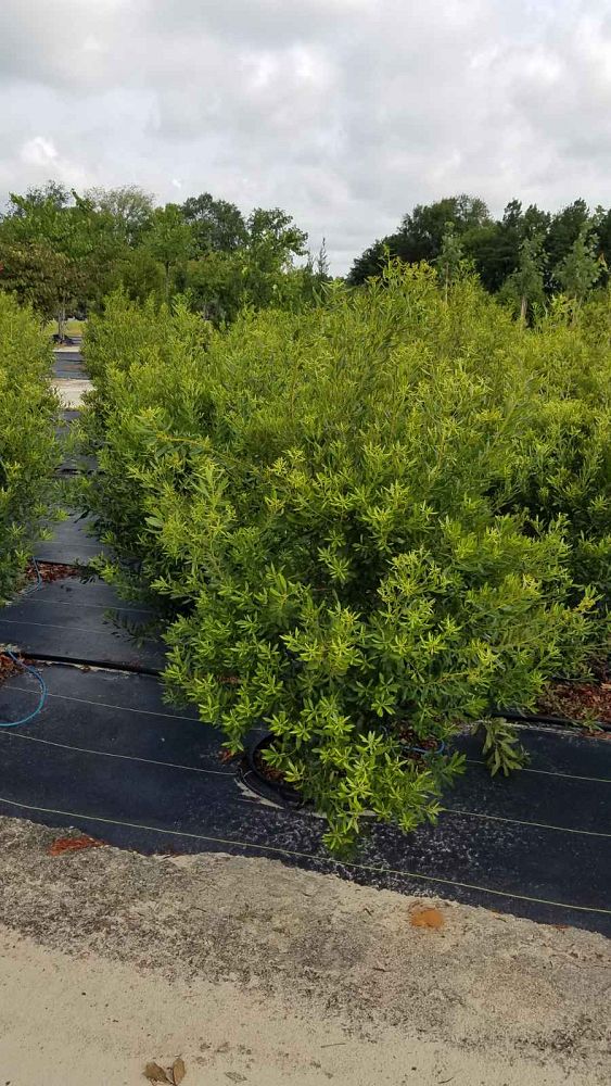 myrica-cerifera-southern-wax-myrtle-southern-bayberry-morella-cerifera