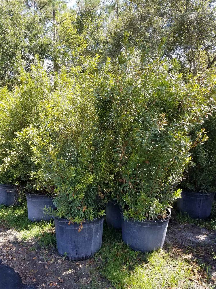 myrica-cerifera-southern-wax-myrtle-southern-bayberry-morella-cerifera