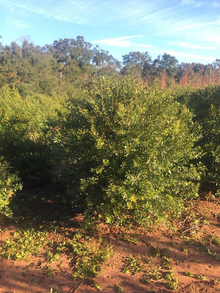 myrica-cerifera-southern-wax-myrtle-southern-bayberry-morella-cerifera