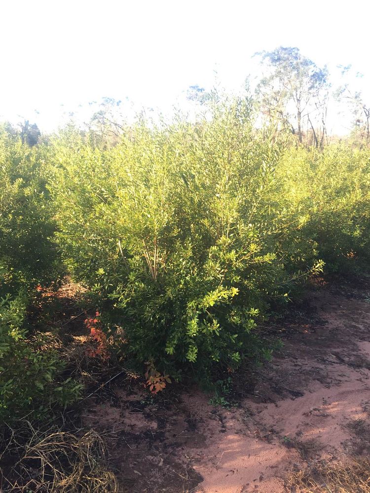 myrica-cerifera-southern-wax-myrtle-southern-bayberry-morella-cerifera