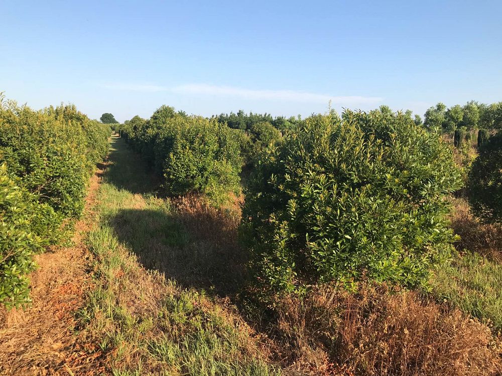 myrica-cerifera-southern-wax-myrtle-southern-bayberry-morella-cerifera