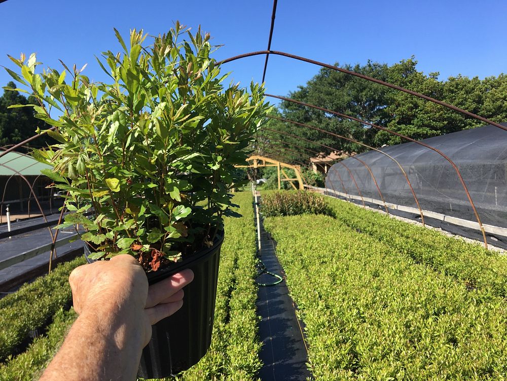myrica-cerifera-southern-wax-myrtle-southern-bayberry-morella-cerifera