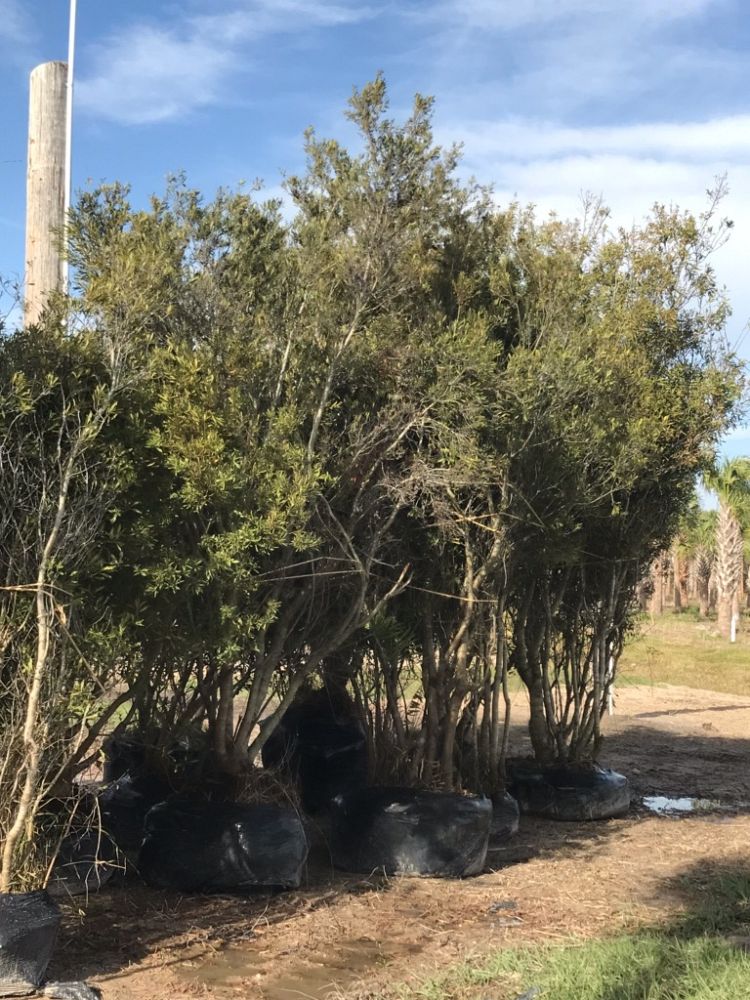 myrica-cerifera-southern-wax-myrtle-southern-bayberry-morella-cerifera