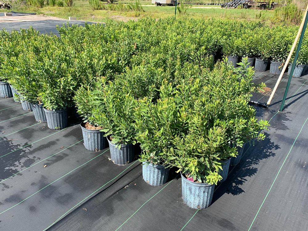 myrica-cerifera-southern-wax-myrtle-southern-bayberry-morella-cerifera