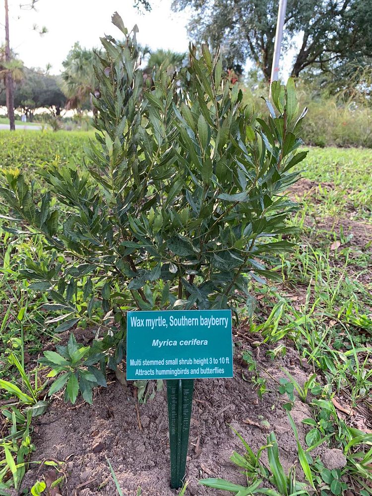 myrica-cerifera-southern-wax-myrtle-southern-bayberry-morella-cerifera