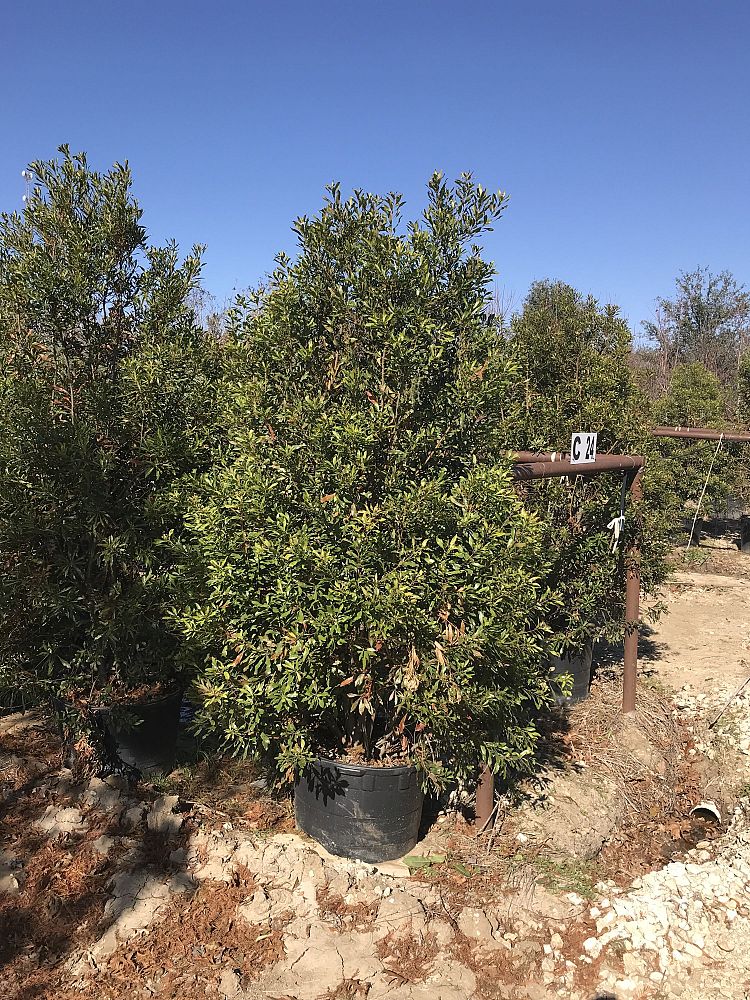 myrica-cerifera-southern-wax-myrtle-southern-bayberry-morella-cerifera