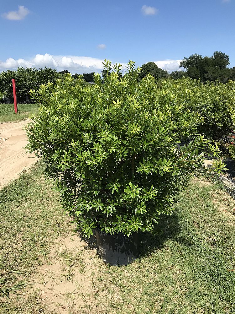 myrica-cerifera-southern-wax-myrtle-southern-bayberry-morella-cerifera