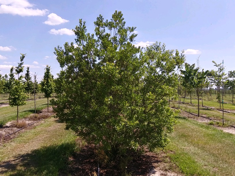 myrica-cerifera-southern-wax-myrtle-southern-bayberry-morella-cerifera