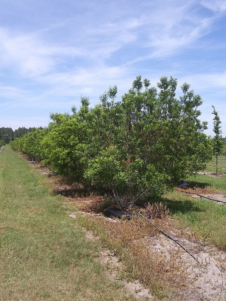 myrica-cerifera-southern-wax-myrtle-southern-bayberry-morella-cerifera