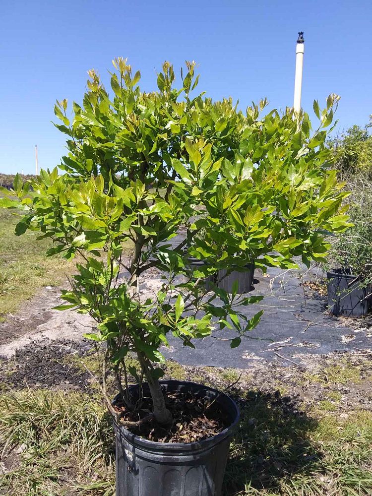 myrica-cerifera-southern-wax-myrtle-southern-bayberry-morella-cerifera