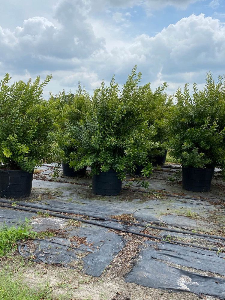 myrica-cerifera-southern-wax-myrtle-southern-bayberry-morella-cerifera