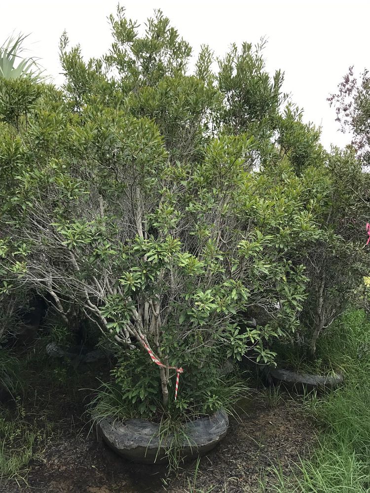 myrica-cerifera-southern-wax-myrtle-southern-bayberry-morella-cerifera