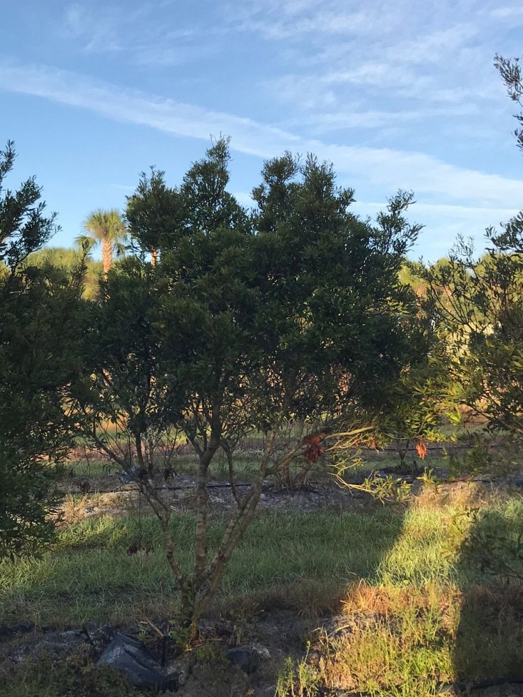 myrica-cerifera-southern-wax-myrtle-southern-bayberry-morella-cerifera