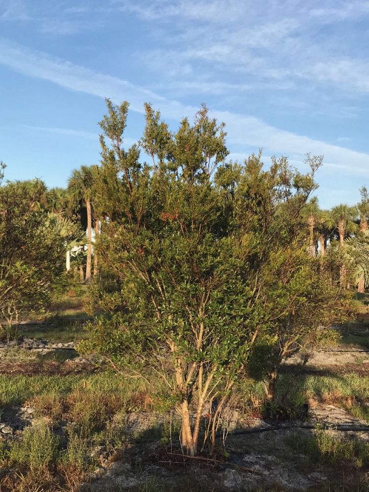 myrica-cerifera-southern-wax-myrtle-southern-bayberry-morella-cerifera