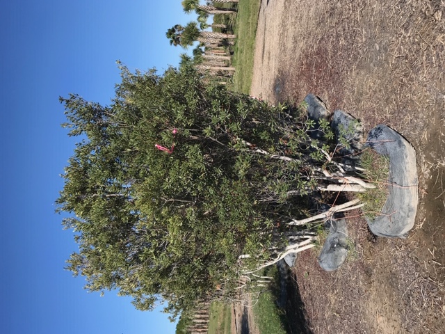 myrica-cerifera-southern-wax-myrtle-southern-bayberry-morella-cerifera