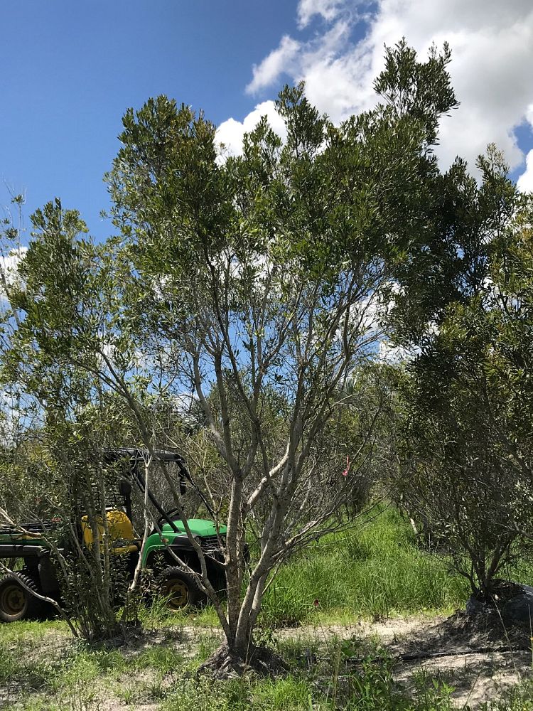 myrica-cerifera-southern-wax-myrtle-southern-bayberry-morella-cerifera