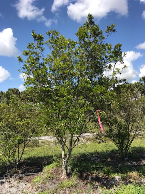 myrica-cerifera-southern-wax-myrtle-southern-bayberry-morella-cerifera