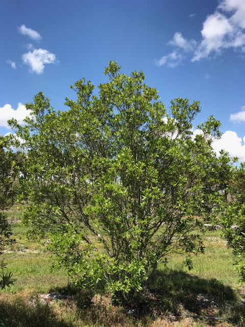 myrica-cerifera-southern-wax-myrtle-southern-bayberry-morella-cerifera