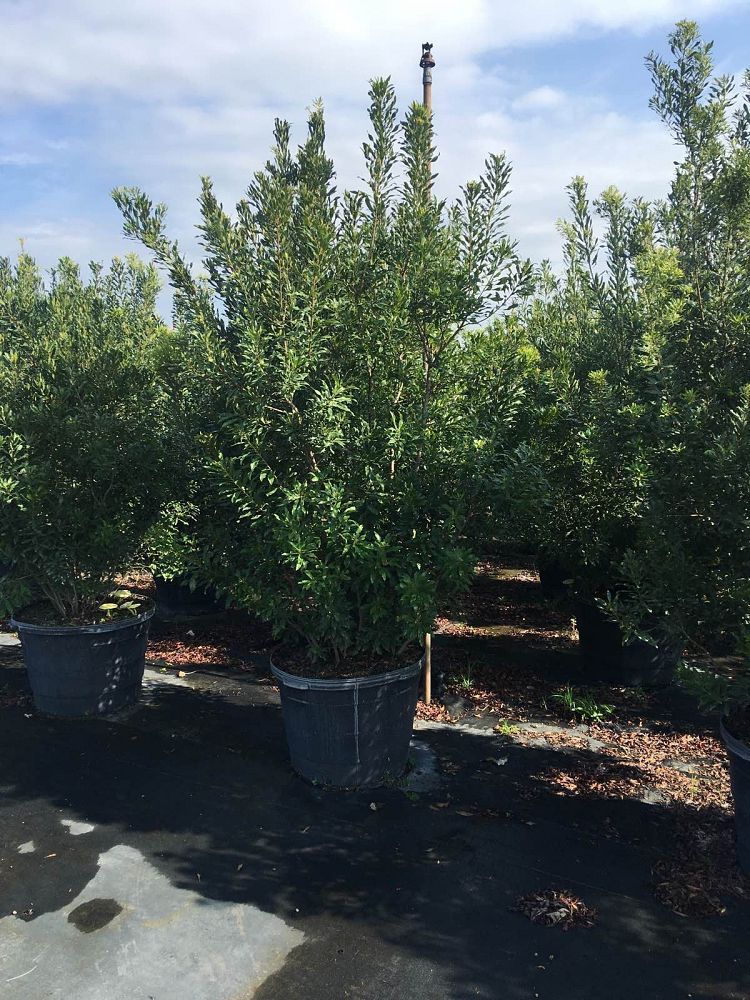 myrica-cerifera-southern-wax-myrtle-southern-bayberry-morella-cerifera