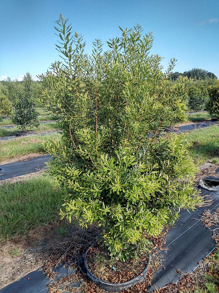 myrica-cerifera-southern-wax-myrtle-southern-bayberry-morella-cerifera
