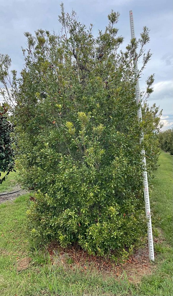 myrica-cerifera-southern-wax-myrtle-southern-bayberry-morella-cerifera