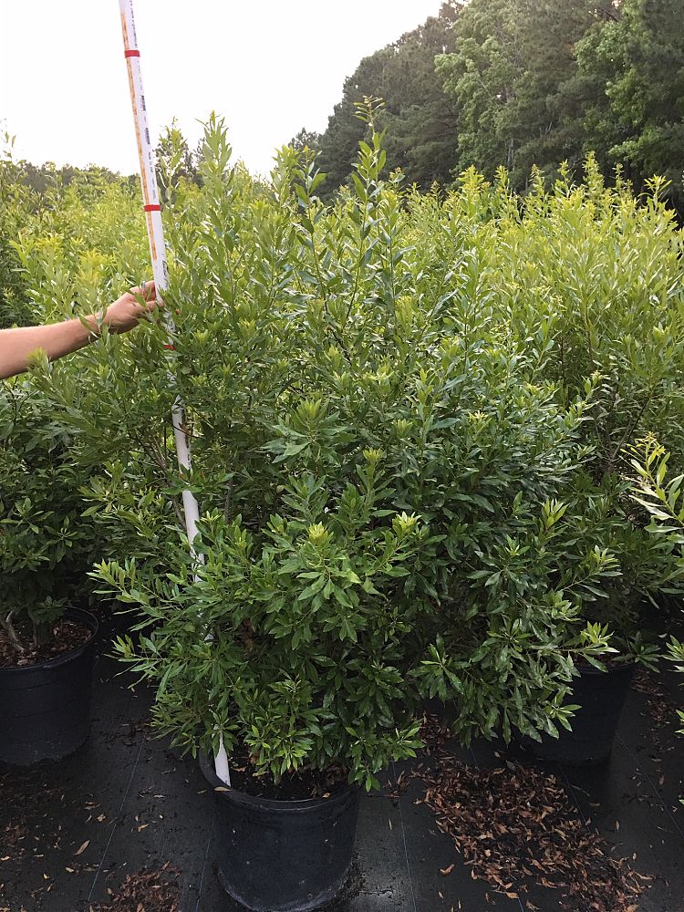 myrica-cerifera-southern-wax-myrtle-southern-bayberry-morella-cerifera