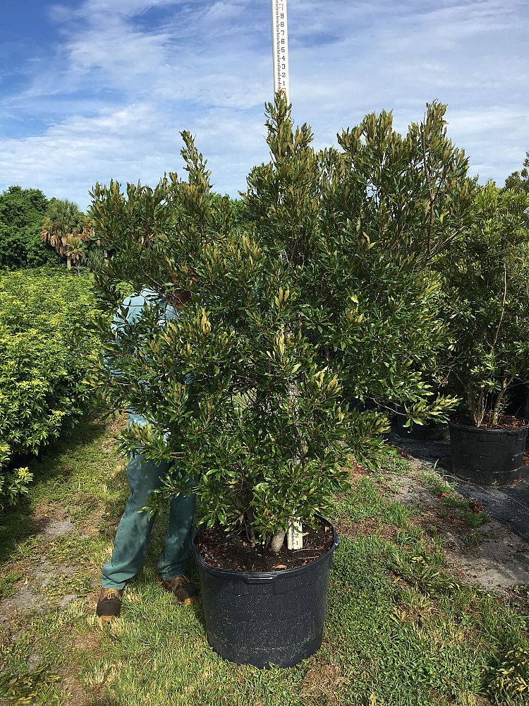 myrica-cerifera-southern-wax-myrtle-southern-bayberry-morella-cerifera
