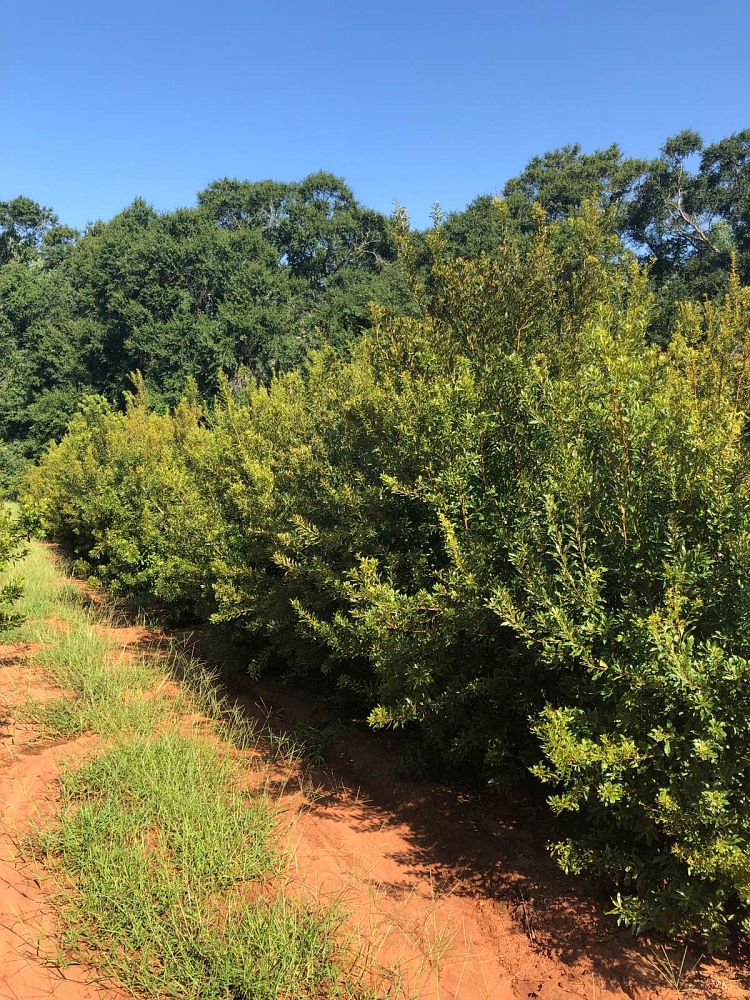 myrica-cerifera-southern-wax-myrtle-southern-bayberry-morella-cerifera