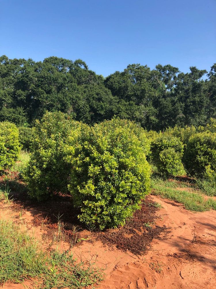 myrica-cerifera-southern-wax-myrtle-southern-bayberry-morella-cerifera