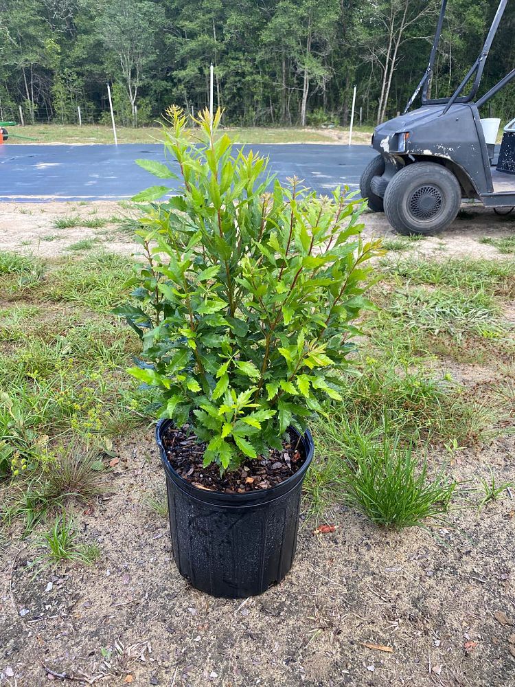 myrica-cerifera-southern-wax-myrtle-southern-bayberry-morella-cerifera