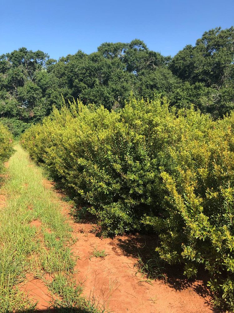 myrica-cerifera-southern-wax-myrtle-southern-bayberry-morella-cerifera