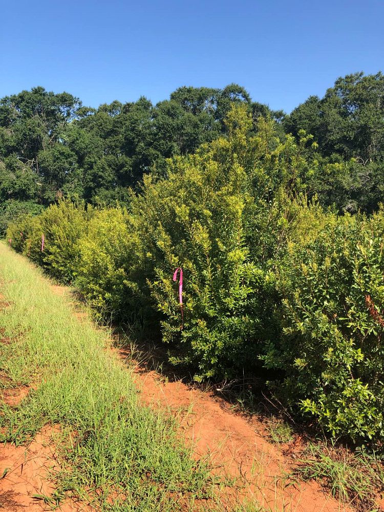 myrica-cerifera-southern-wax-myrtle-southern-bayberry-morella-cerifera