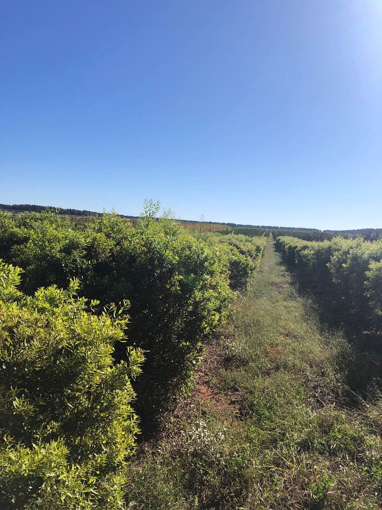 myrica-cerifera-southern-wax-myrtle-southern-bayberry-morella-cerifera