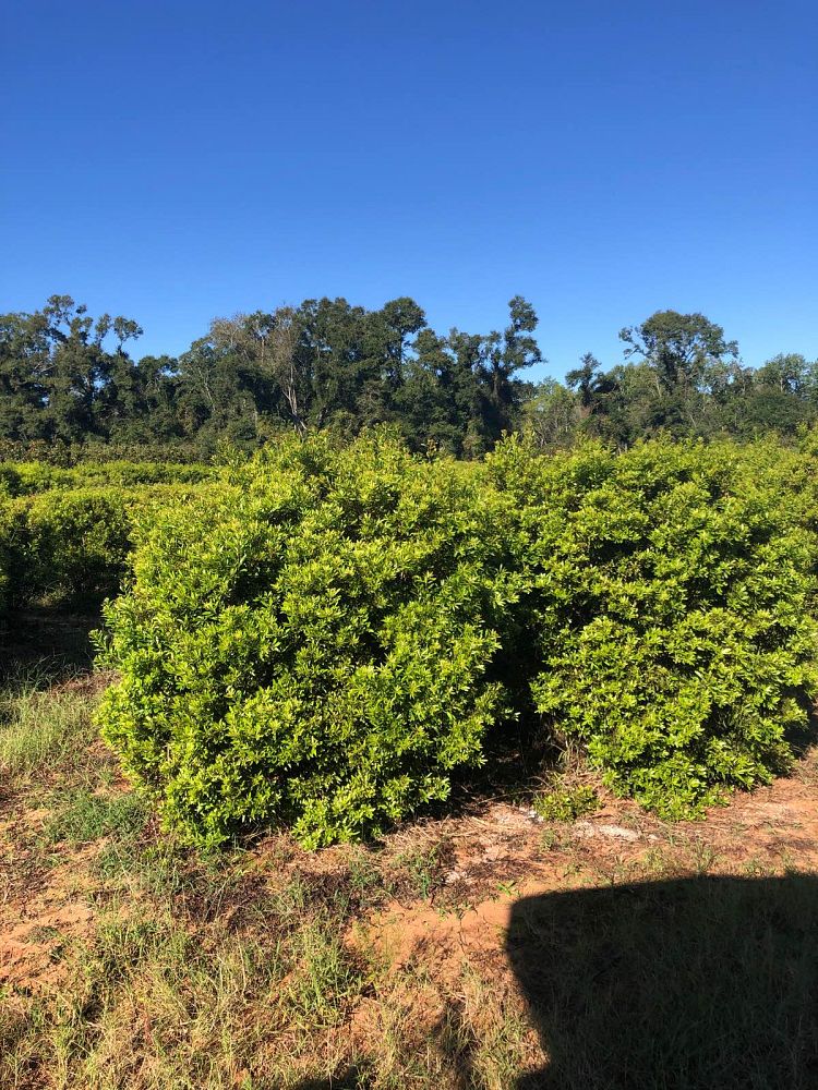 myrica-cerifera-southern-wax-myrtle-southern-bayberry-morella-cerifera