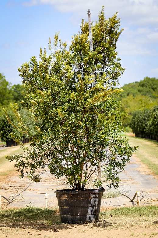 myrica-cerifera-southern-wax-myrtle-southern-bayberry-morella-cerifera