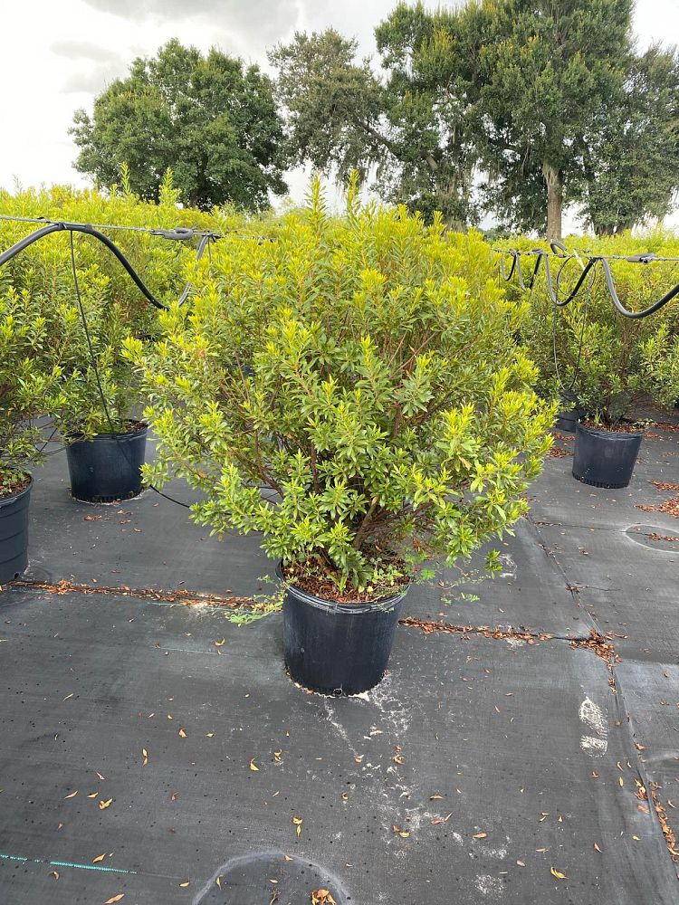 myrica-cerifera-southern-wax-myrtle-southern-bayberry-morella-cerifera