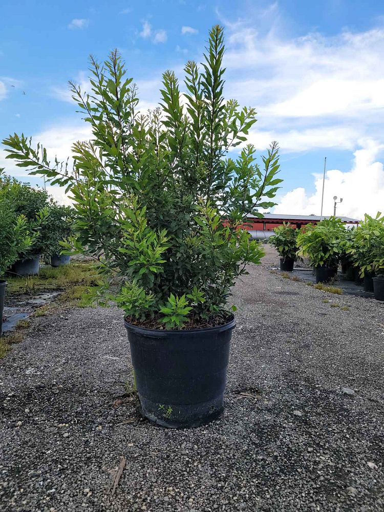 myrica-cerifera-southern-wax-myrtle-southern-bayberry-morella-cerifera