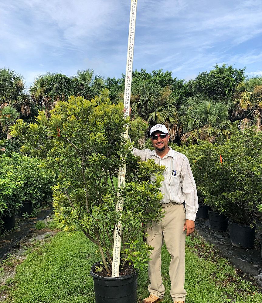 myrica-cerifera-southern-wax-myrtle-southern-bayberry-morella-cerifera