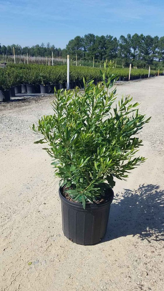myrica-cerifera-southern-wax-myrtle-southern-bayberry-morella-cerifera