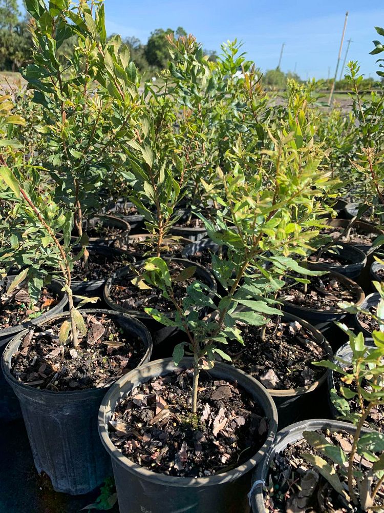 myrica-cerifera-southern-wax-myrtle-southern-bayberry-morella-cerifera