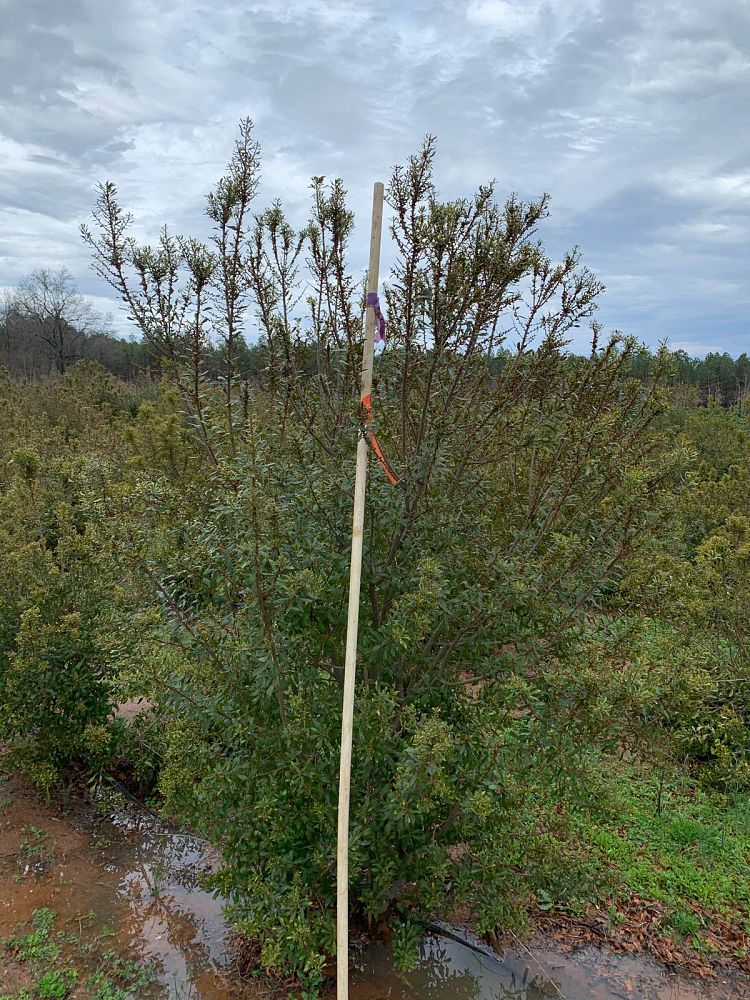 myrica-cerifera-southern-wax-myrtle-southern-bayberry-morella-cerifera