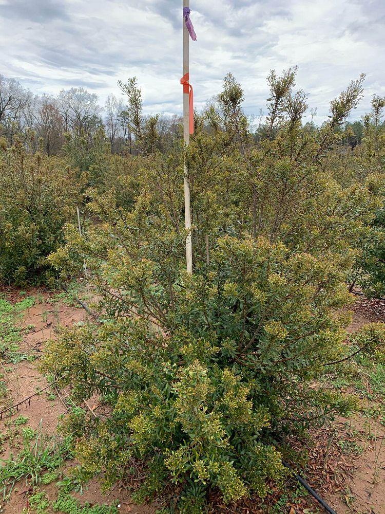 myrica-cerifera-southern-wax-myrtle-southern-bayberry-morella-cerifera